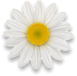 Daisy Love Oracle Daisy Love Oracle
