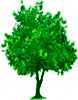 Wish Tree Wish Tree